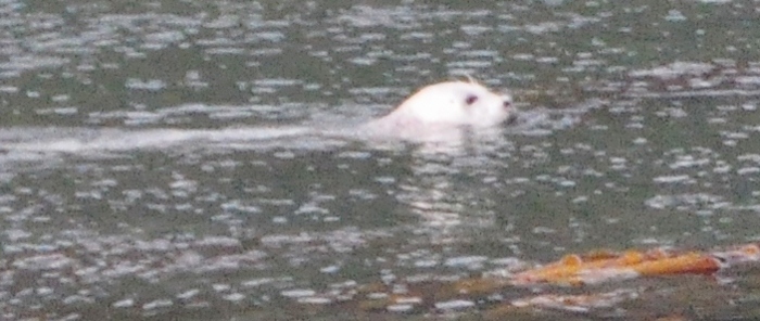 closeup of sea lion